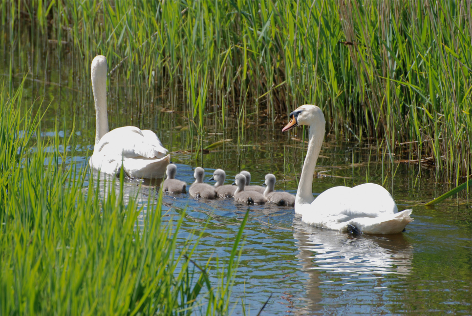 BLOG mute swans.jpg